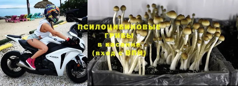 Псилоцибиновые грибы Magic Shrooms  Козловка 